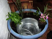 teich 004.webp
