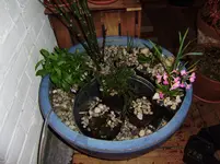 teich 006.webp