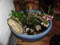 teich 007.webp