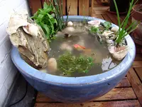 teich 031.webp