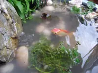 teich 030.webp