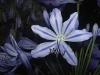 Februar 2010 290v.webp