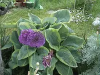 Gartenhosta2.webp