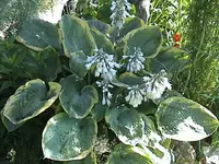 Gartenhosta4.webp