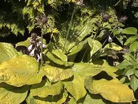 Gartenhosta5.webp