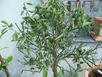 DSCF0599.webp