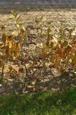 CIMG6362a.webp