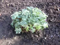 06.04.2010 014.webp