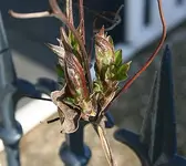 Clematis knospt.webp
