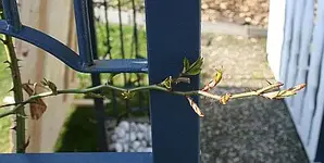 Maigoldtrieb.webp