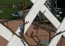 Penny Lane mit massig neuen Trieben.webp