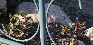 Rose Aloha mit neuen Trieben.webp