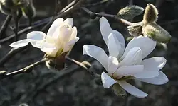 Sternmagnolie4.webp