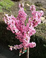 Zwerg-Nektarine in voller Blüte.webp