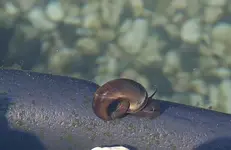 Posthornschnecke_klein.webp