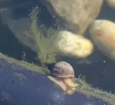 Spitzschlammschnecke mit Algenschleier am Gehäuse_klein.webp