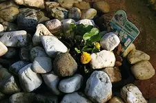 gefüllte Sumpfdotterblume_klein.webp