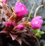 P1030235.webp