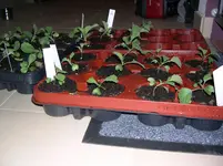 DSCN2894.webp