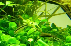 POticinclus.webp