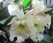 Orchideenschau Washington 13.webp