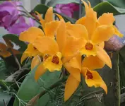 Orchideenschau Washington 14.webp