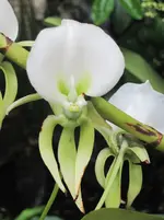 Orchideenschau Washington 18.webp