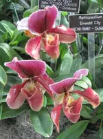 Orchideenschau Washington 21.webp