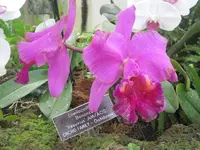 Orchideenschau Washington 24.webp
