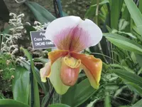 Orchideenschau Washington 27.webp