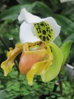 Orchideenschau Washington 28.webp