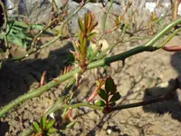 Rosenaustrieb 2.webp