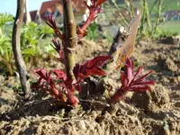 Rosenaustrieb 3.webp