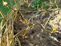 Rosenaustriebe 1.webp