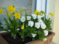 am Fenster.webp