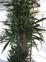 kleinpalme.webp