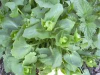 07.04.2010 003.webp