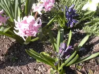 07.04.2010 013.webp