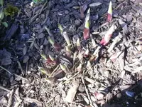 07.04.2010 021.webp