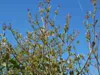 000_0039.webp