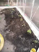 Tomaten im GH.webp