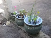 Trio.webp