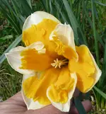 P1030435.webp