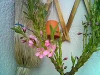 Nektarine.webp