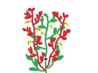 tomate kappen.webp