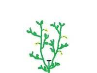 tomate kappen 2.webp