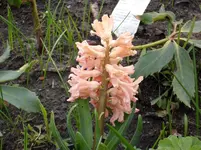 ALIM0684.webp