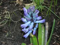 ALIM0686.webp