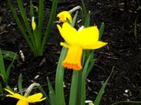 ALIM0693.webp