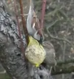 Spatz10.webp